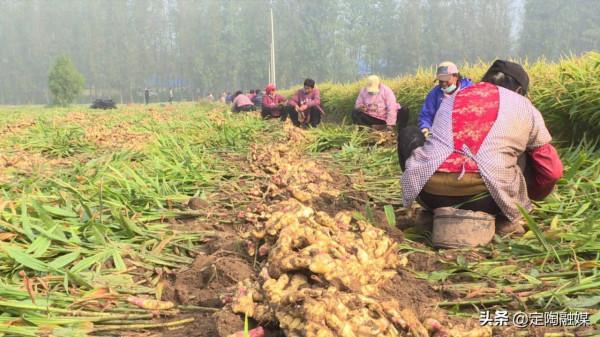 返鄉創業做“姜”軍,看定陶這位小夥的致富路 返鄉創業做“姜”軍,看定陶這位小夥的致富路