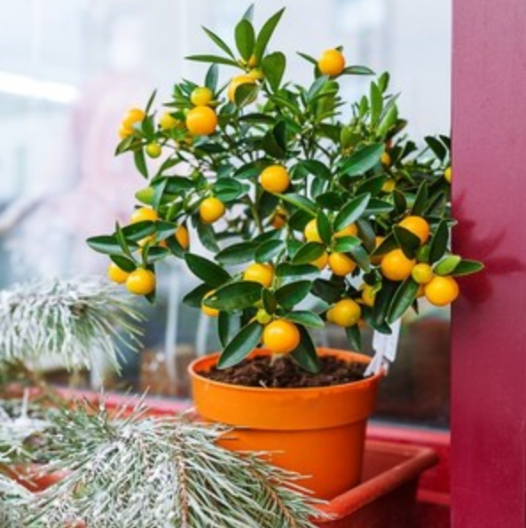 新年養盆吉祥樹，天氣越冷越紅火，看著喜慶、養著省心