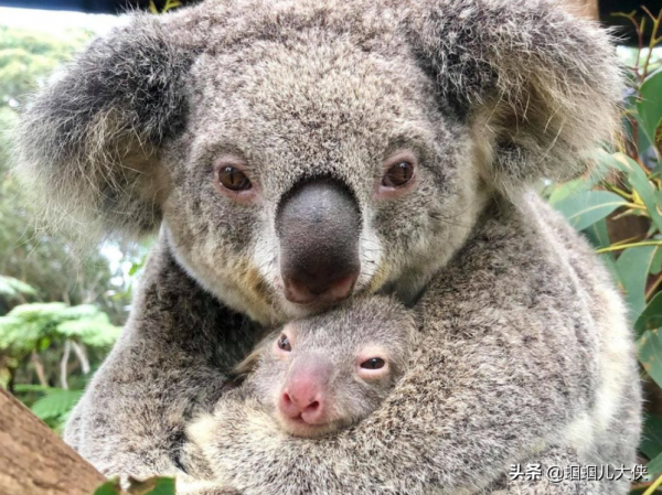 27種動物照片大集合,出生不久的小刺蝟長成這樣,大自然真神奇 27種動物照片大集合,出生不久的小刺蝟長成這樣,大自然真神奇