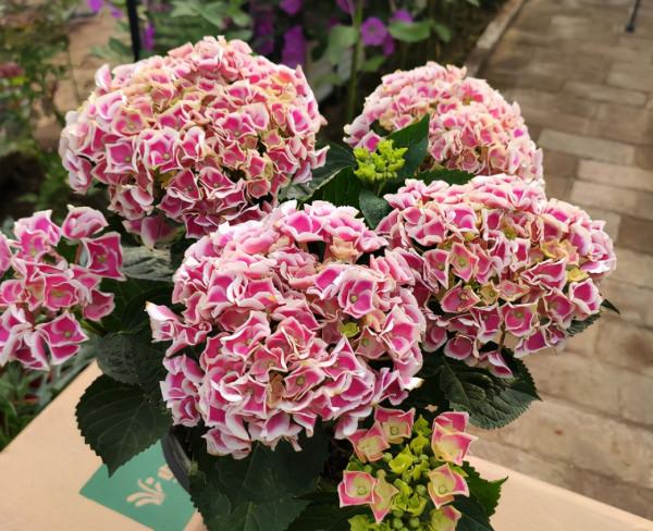 6種漂亮花，特別愛“吃醋”10天吃一杯，葉子油綠，花苞咕嚕嚕冒