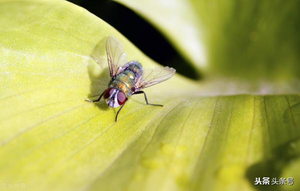 蜻蜓飛得又快又穩 蒼蠅呆在髒地方會生病嗎？