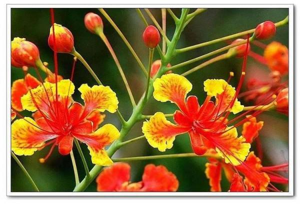 鳳凰花&mdash;&mdash;花開有時（35）