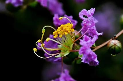 分享——紫薇花