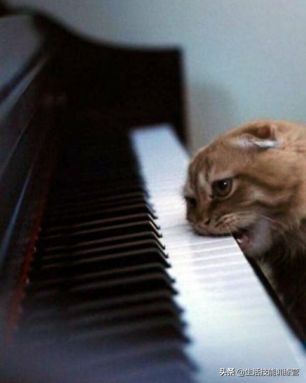 超治癒，50張可愛的寵物抓拍照片