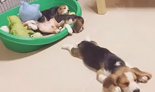 有著大耳朵的比格犬，原來可以這麼可愛