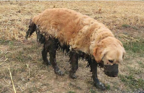 謹記！飼養&OpenCurlyDoubleQuote;金毛犬&rdquo;，這6件事&OpenCurlyDoubleQuote;不可做&rdquo;
