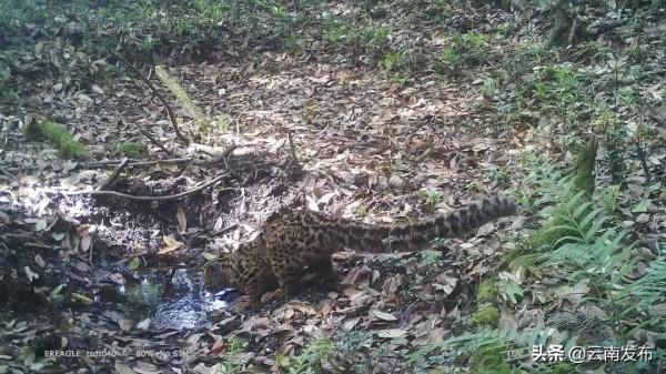 #網聚雲南相約COP15#比雪豹罕見！“獨行俠”雲貓現身高黎貢山