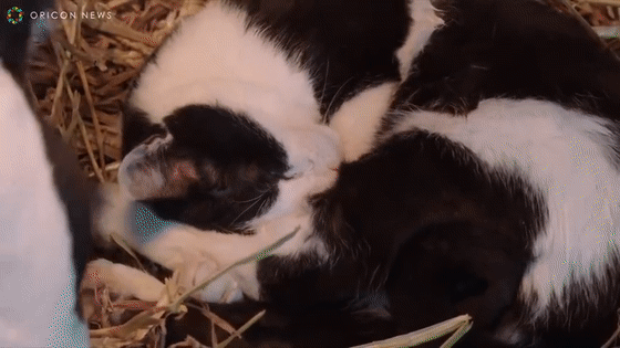 原來貓咪在動物界這麼不受歡迎,大家都不喜歡它 原來貓咪在動物界這麼不受歡迎,大家都不喜歡它