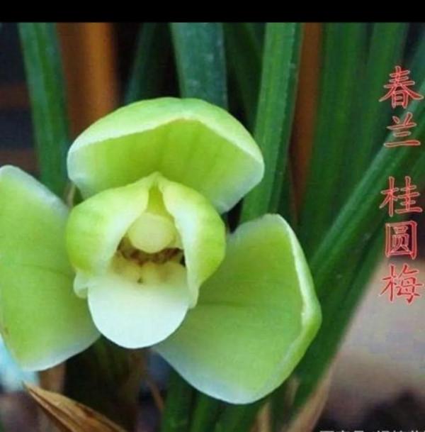 為什麼很多人養花養不活