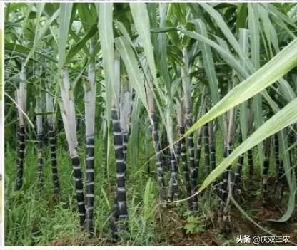 玉米地為什麼不適宜養鵝?適合養在哪裡?玉米地裡可以幹什麼? 玉米地為什麼不適宜養鵝?適合養在哪裡?玉米地裡可以幹什麼?