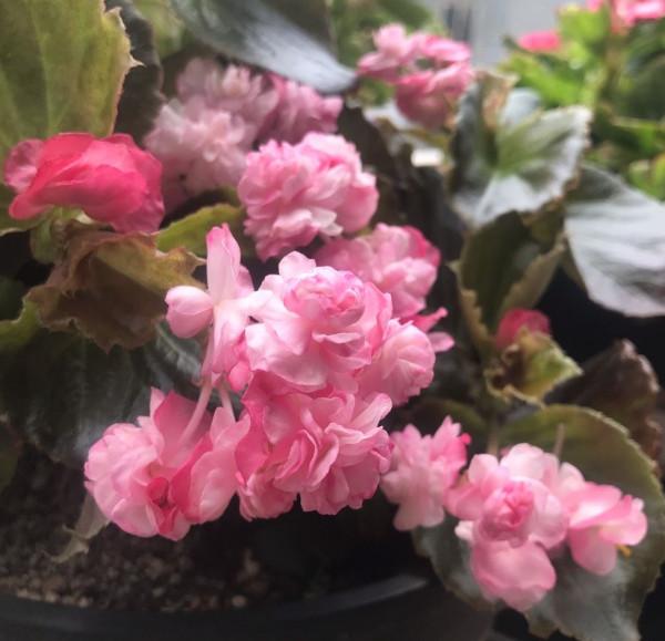 四季海棠不開花?做好3點,葉片多花也多,一直開,很鮮豔 四季海棠不開花?做好3點,葉片多花也多,一直開,很鮮豔