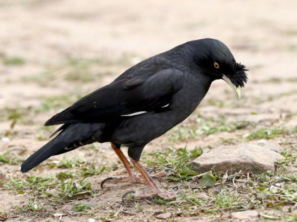 對不起，小八哥鳥崽崽，我沒能將你放飛