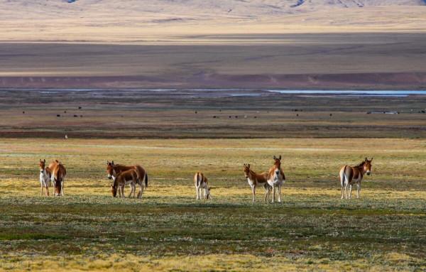 1994年索南達傑被盜獵者殺害,妹夫繼承其遺志,三年後卻中槍身亡 1994年索南達傑被盜獵者殺害,妹夫繼承其遺志,三年後卻中槍身亡