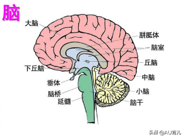 AU大腦學院:大腦主要結構以及功能區劃分 AU大腦學院:大腦主要結構以及功能區劃分