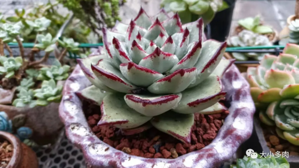 因為多肉，貓眼盆多了生命的光彩；因為盆，多肉有了藝術的韻味