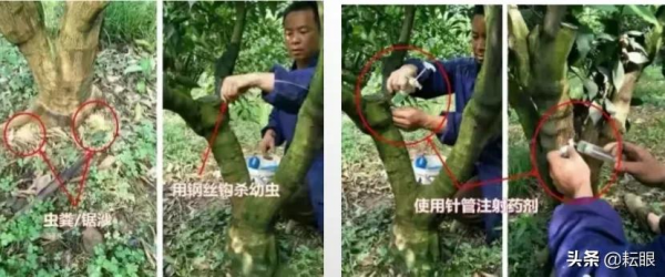 黃龍病、黃化樹不用怕了，許立明“黃化綜合症”鑑別及治理方案