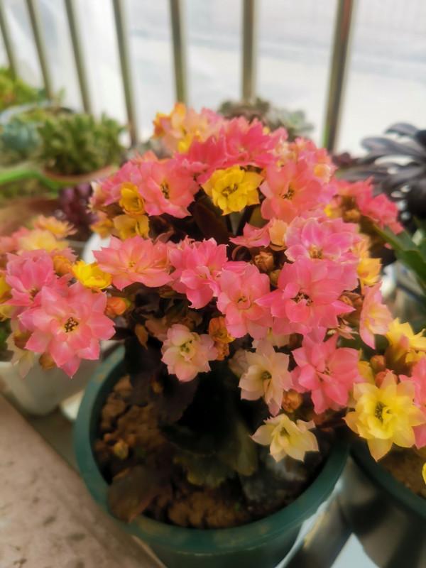 過年這些東西別浪費，養花種草好幫手