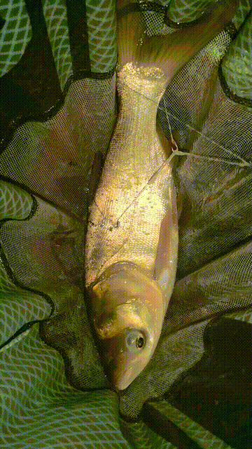 戰術失誤,以一敵十,首次庫釣邀請賽,鬱鬱寡歡,不如“躺贏” 戰術失誤,以一敵十,首次庫釣邀請賽,鬱鬱寡歡,不如“躺贏”