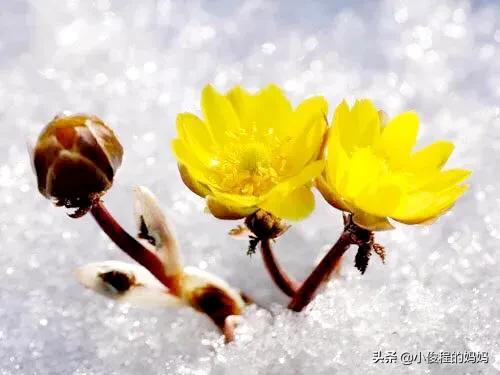 分享圖片-冰凌花