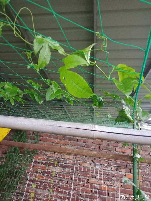 有1種果樹,盆栽地栽也爬藤,總有一款適合你 有1種果樹,盆栽地栽也爬藤,總有一款適合你