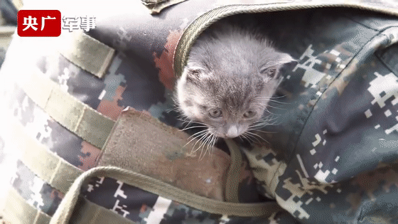 貓咪賴上兵哥哥？這畫面，糖分超標了吧