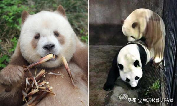你見過躲雨的火烈鳥嗎？30張趣圖讓你大開眼界