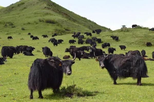 全國各地的吃肉分佈,這裡吃過的兔子可以繞地球兩圈? 全國各地的吃肉分佈,這裡吃過的兔子可以繞地球兩圈?