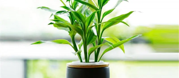 【養花知識營地】客廳富貴竹插幾支旺財，放在客廳怎麼養護