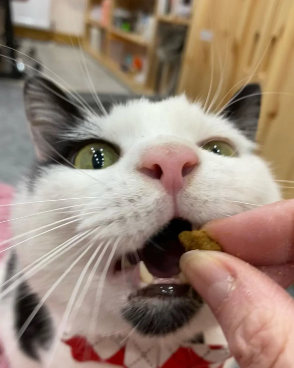 從營養不良的病貓,到長成“肥牛”,中間只差一位愛它的鏟屎官 從營養不良的病貓,到長成“肥牛”,中間只差一位愛它的鏟屎官