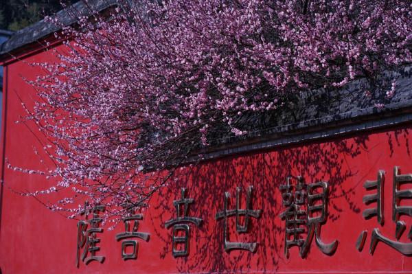 古寺梅花開，花期正當時
