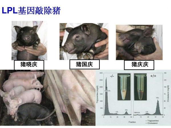 “二師兄”立功！美國將豬心移植給57歲病人，術後3天病情穩定