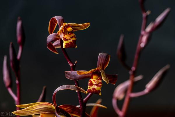 再不種就“過期”的10種花，留給我們的栽種時間不多了，別錯過