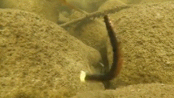 五花八門的軟蟲釣組，你知道高手們都是怎麼用的嗎？