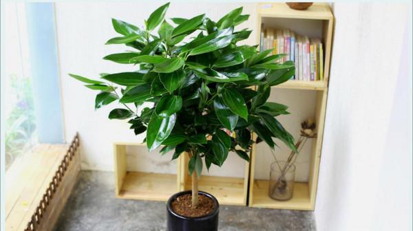 12種花，建議養一盆，不僅吸收廢氣，還有“旺財添福”的美好寓意