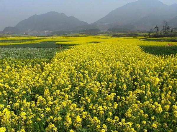 分享圖片，春天來了，滿山遍野的油菜花開了