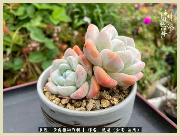 正是花好月圓時，再訪楊姐的屋頂花園