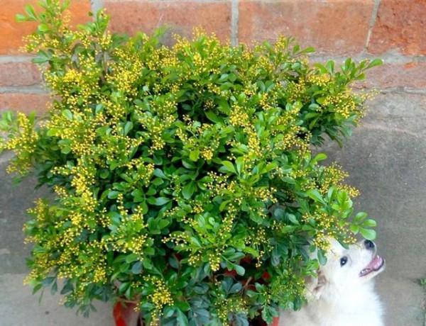 9種“健康花”，能吃能泡茶，客廳養一盆，清潔空氣，吉利大氣