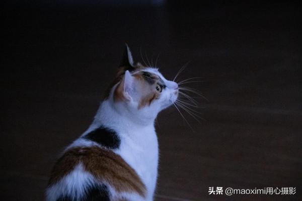 寵物秋日活動活動筋骨 寵物秋日活動活動筋骨