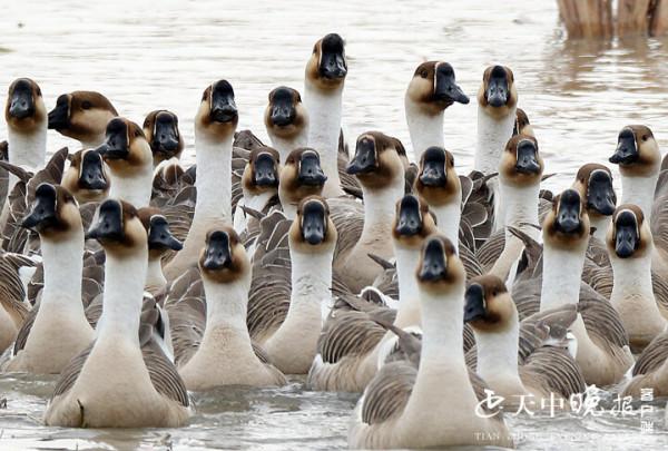一道亮麗風景：美麗雁鵝翩翩起舞宿鴨湖