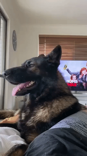 警犬退役後情緒很低落,鏟屎官靈機一動,陪它演了一齣戲 警犬退役後情緒很低落,鏟屎官靈機一動,陪它演了一齣戲