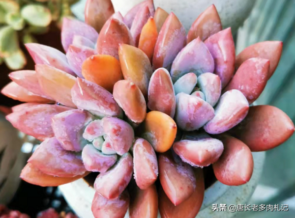 據說今年冬天很冷，大家的多肉準備好越冬了嗎？未雨綢繆才安全哦