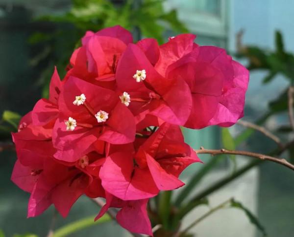 花花日記之三角梅 花花日記之三角梅