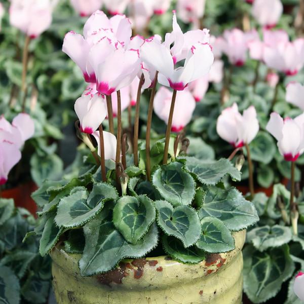 容易因多澆水而死的“18種花”，養不活都是由於手太勤