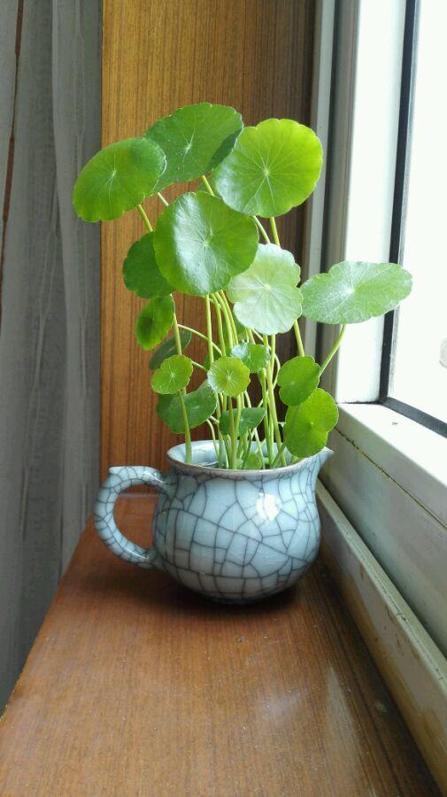 7種吉祥花，適合養在家裡，一帆風順鴻運當頭，日子越過越紅火