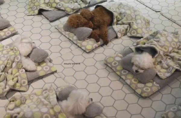 狗狗幼兒園的午睡時間也太治癒了吧 狗狗幼兒園的午睡時間也太治癒了吧