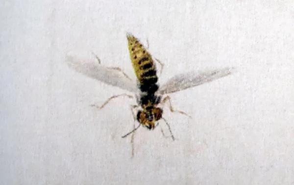 齊白石筆下的飛蟲,精細之極 齊白石筆下的飛蟲,精細之極