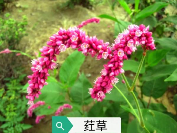 中藥古今研究：葒草、葒草花、葒草根