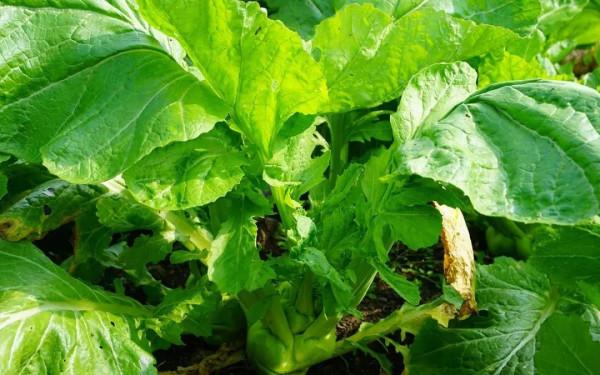 【提示】白菜究竟是什麼菜?西蘭花是不是花?十字花科瞭解一下 【提示】白菜究竟是什麼菜?西蘭花是不是花?十字花科瞭解一下