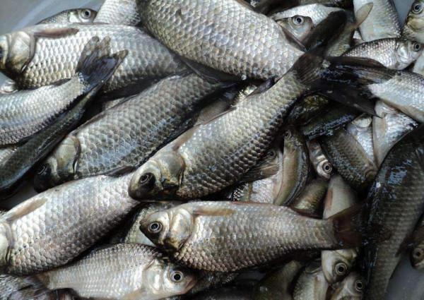 開春第一竿,替釣友們探路了,釣獲一群鯽魚仔 開春第一竿,替釣友們探路了,釣獲一群鯽魚仔