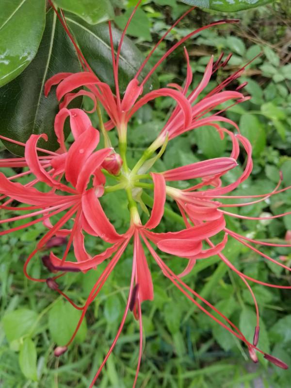 小花園裡秋花正旺，手調曝光補償，拍攝花瓣細節